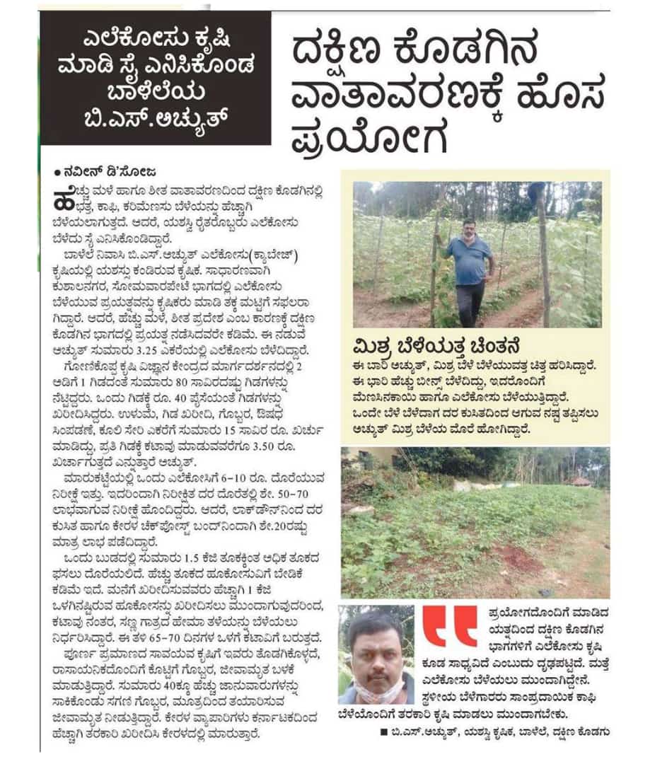 Successful in growing cabbage in South Kodagu environment